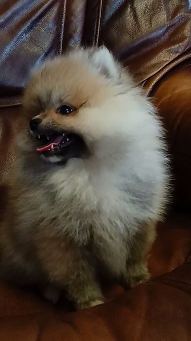 Szpic miniaturowy Pomeranian suczka