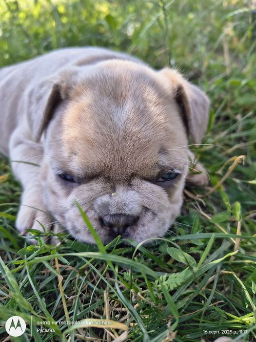 Голубоока дівчинка