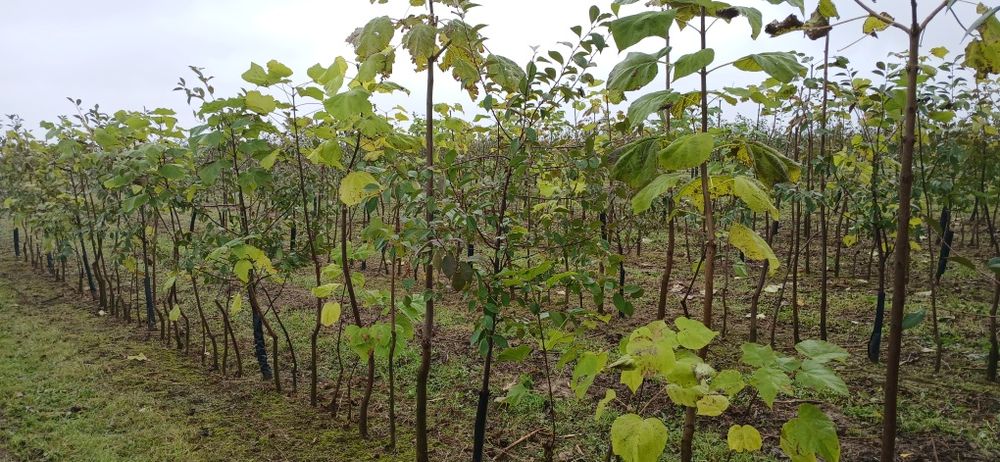 Katalpy na sprzedaż