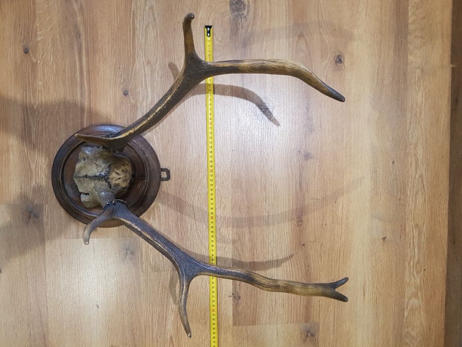 Poroże jelenia z czaszką , na desce.