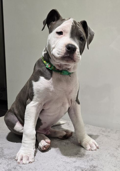 American Staffordshire Terrier samiec blue FCI