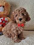 Piesek Cockapoo F1B