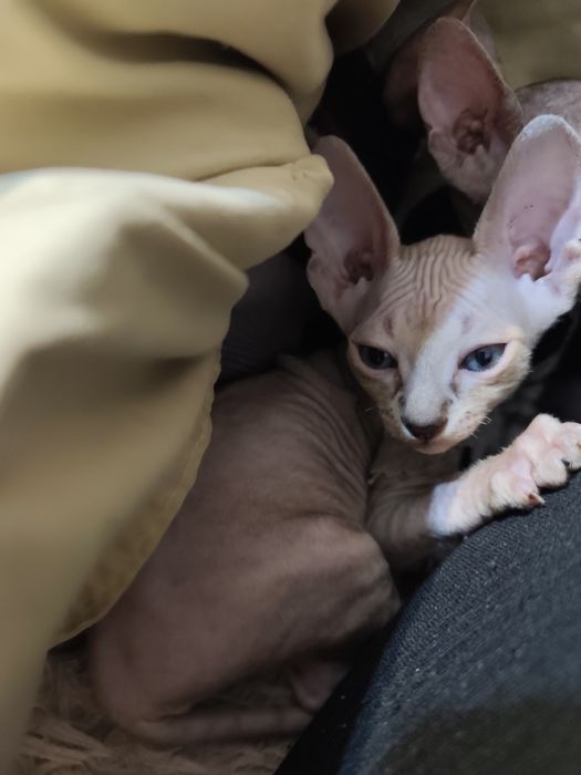 Кішечка Канадського сфінкса