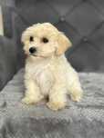 Suczka rasy Maltipoo