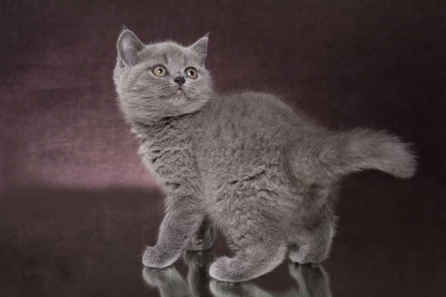 British Shorthair azul macho.