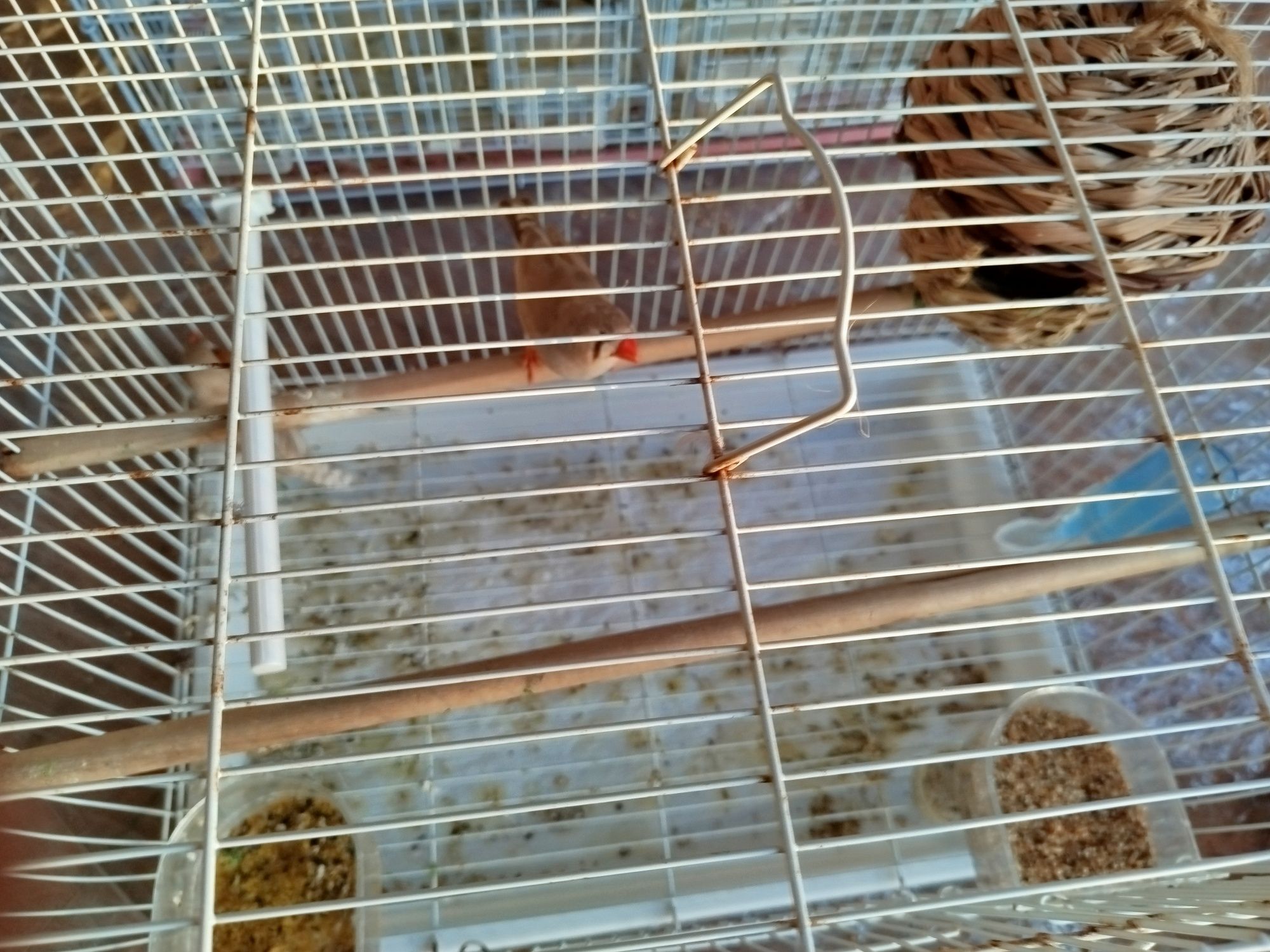 Vendo casais de Mandarins