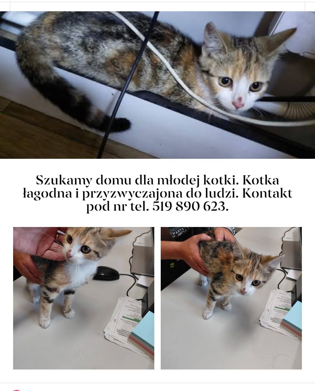 Kotka do adopcji łagodna oswojona