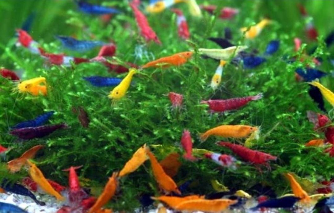 Рибки акваріумна риба гурамі даніо glo fish тернеція  glo