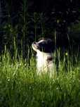 Biało-niebieski szczeniak border collie z Uroczyska ZKwP/FCI bue&white