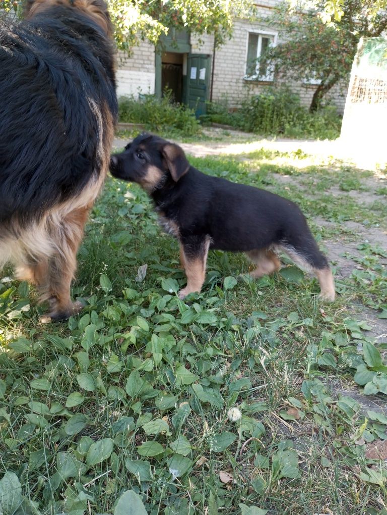 Щенки немецкой овчарки