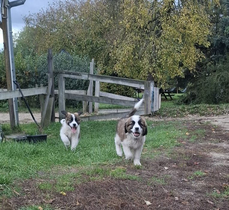 Szczenię Bernardyn suczka