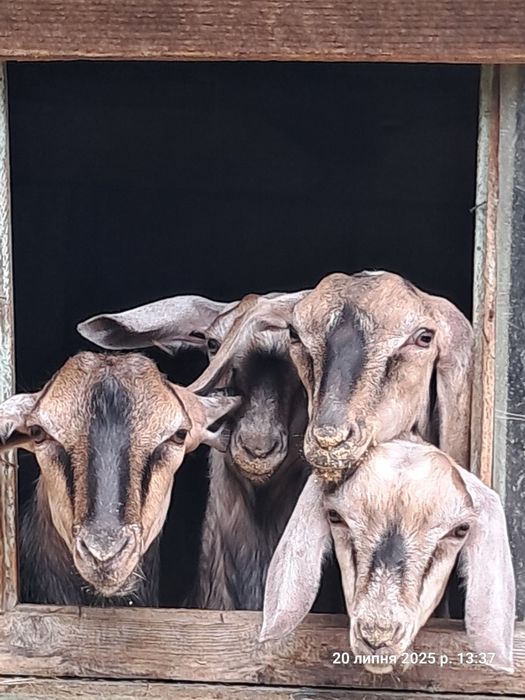 Продам піврічних козенят