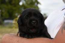 Labrador retriever z metryką ZKwP(FCI)