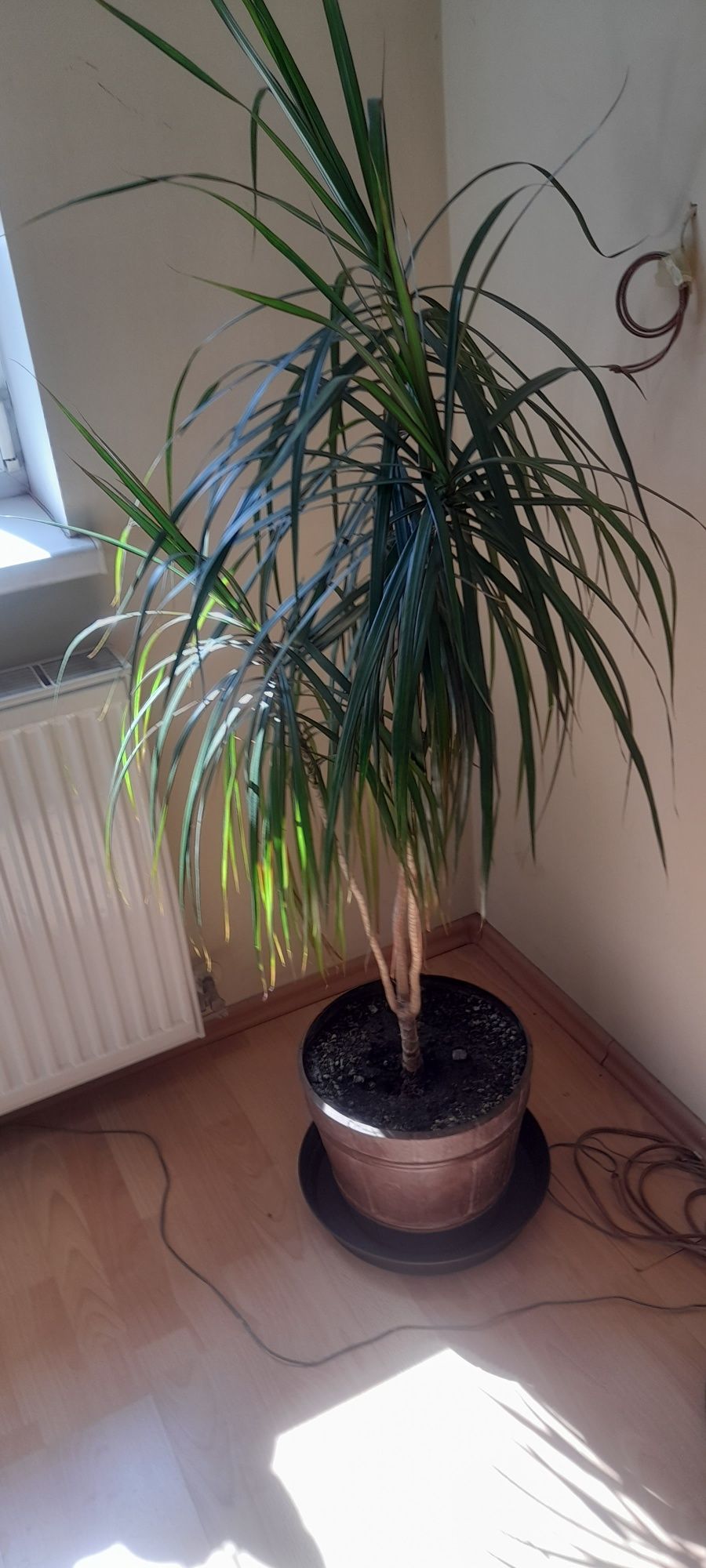 Dracena duża zadbana