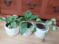 Epipremnum marble queen, enjoy, happy leaf