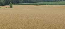 Grunt rolny 4.82ha  ob.Radawnica gm.Złotów