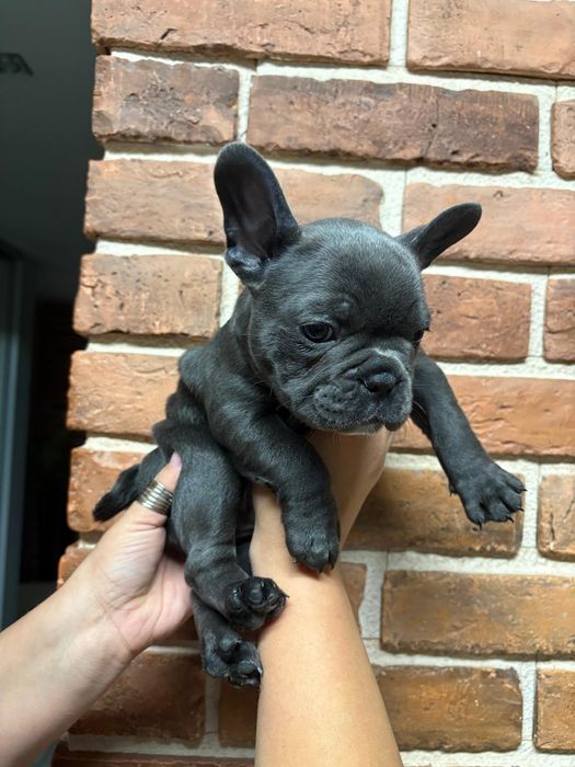 Buldog francuski,  blue piesek cudny! Ostatni