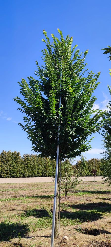 Wiąz górski duże drzewa. Obwód 20-40cm Klon Bonsai Dąb Lipa Szmaragd