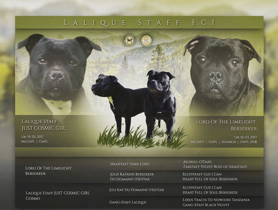 Staffordshire Bull Terrier/ Staffik/ Szczenięta