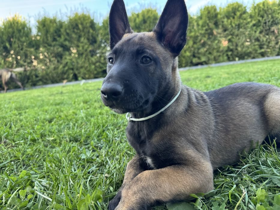 Szczeniak Owczarek Belgijski Malinois FCI