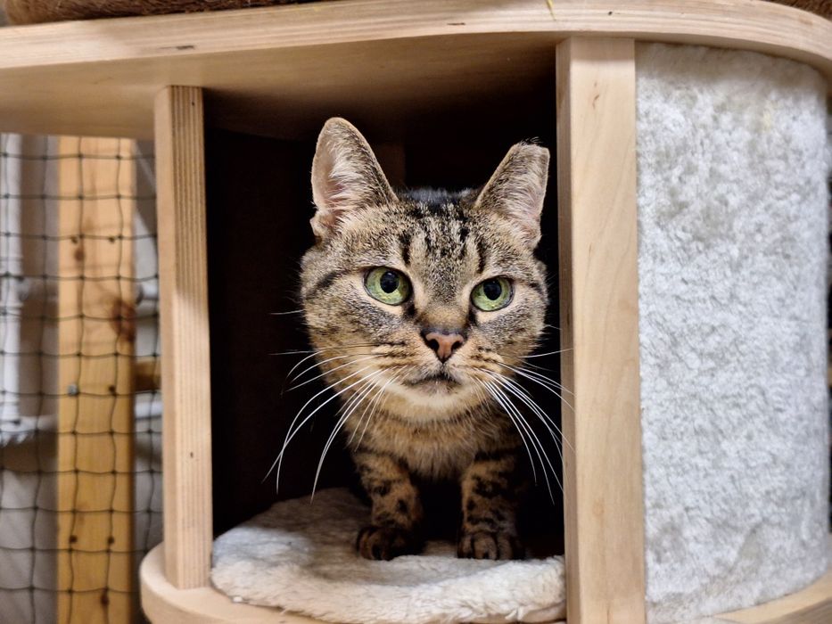 KICIA LOLA - piękna, spokojna koteczka, której umarł opiekun/Poznań