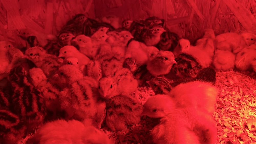 перепілки тихас,фенікс…