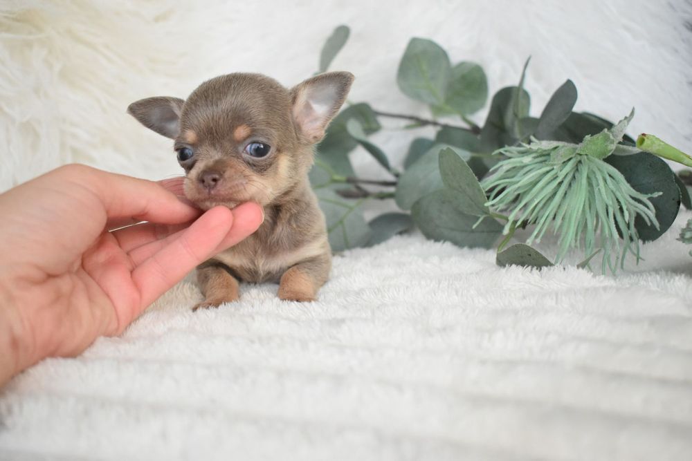 Chihuahua  Super Mini. Menino .Lilac Tan. Cabeça de maçã. Perfeito!
