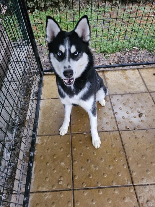 Reproduktor husky syberyjski