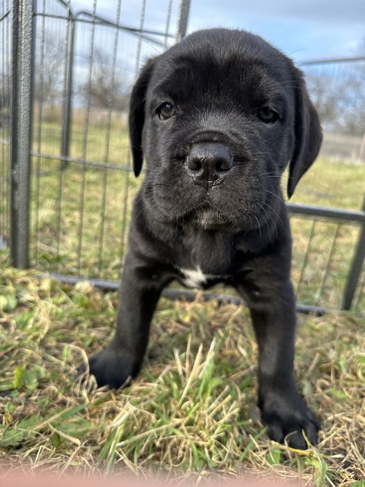 Хлопчик Кане-корсо 2місяці чорний