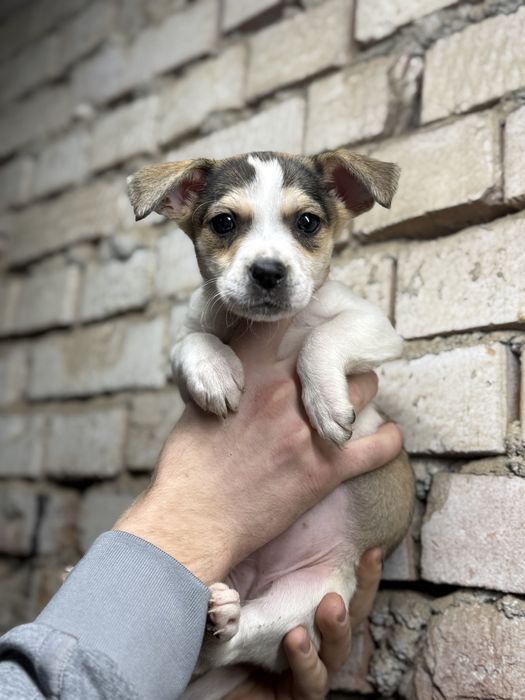 В добрые руки щенок