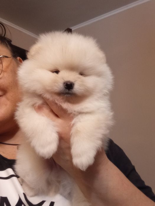 Померанский шпиц