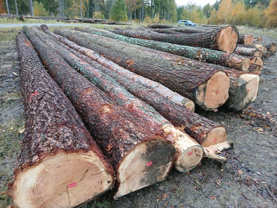 MODRZEW , dłużyca tartaczna , kloce