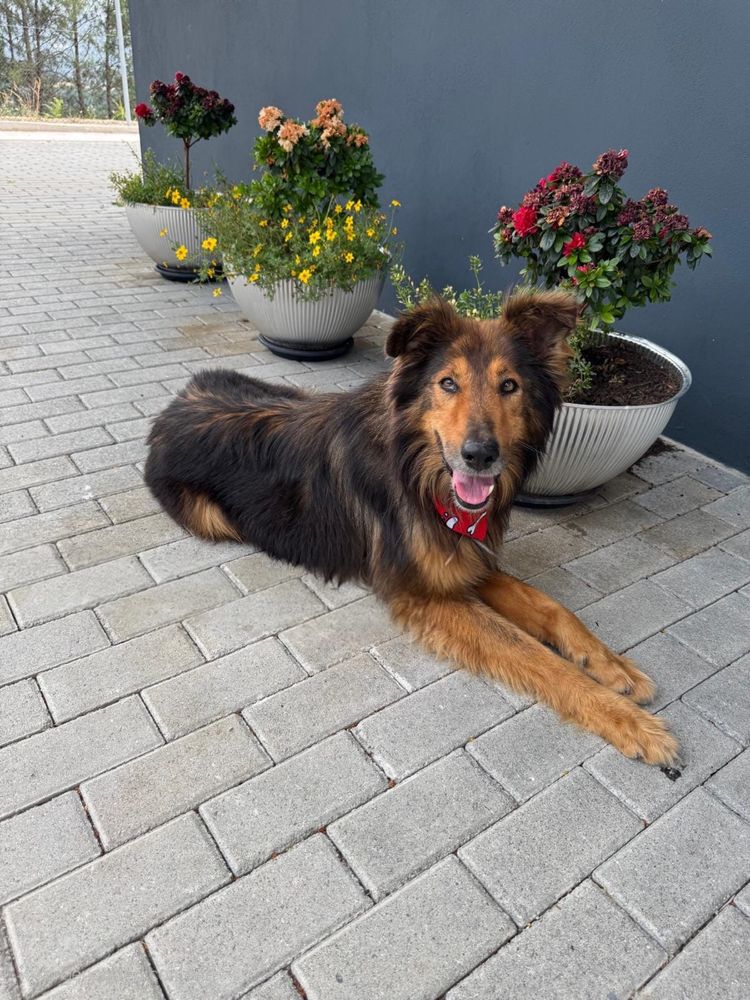Sam - xRough Collie, 5 anos