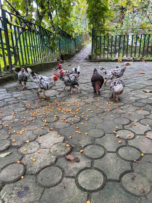 Продам півника або обміняю на курочку