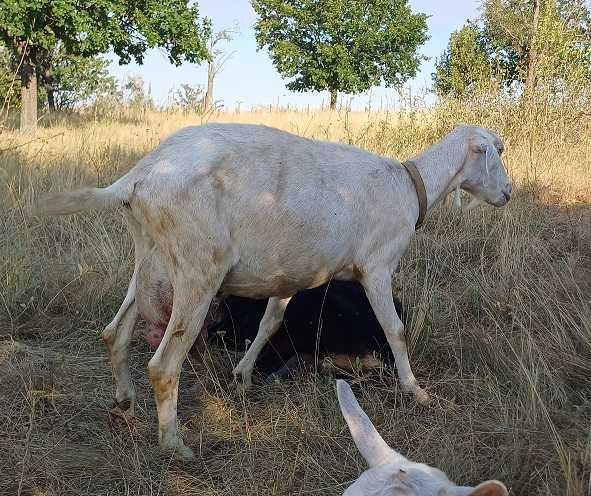 Продам дійну козу
