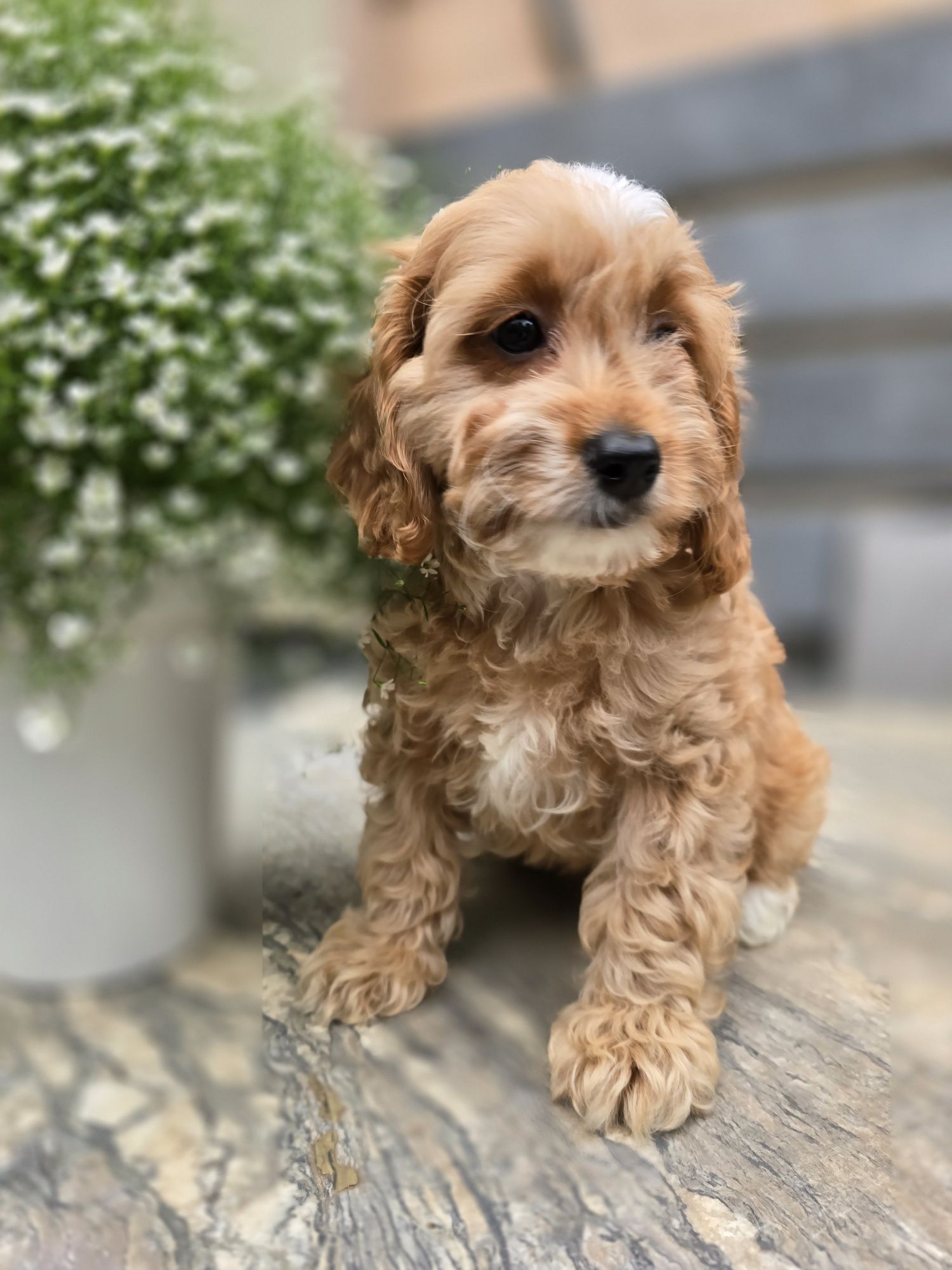 Cockapoo / chłopczyk / Cocker spaniel
