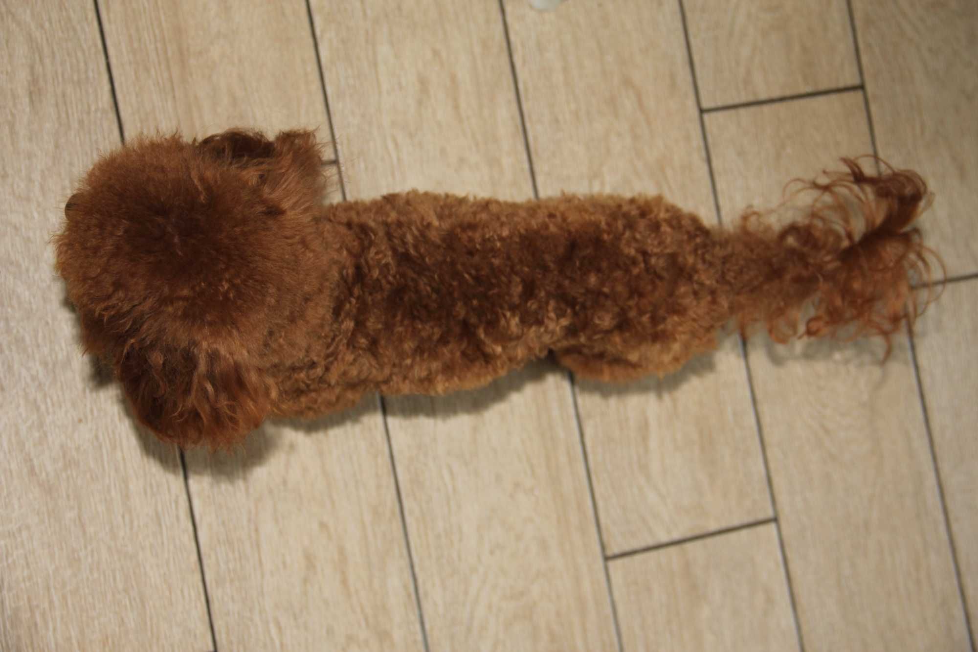 Teddy-poodle курносый игрушечный мальчик для вязок