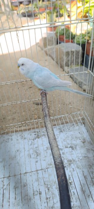 Periquito celeste diluído asa clara