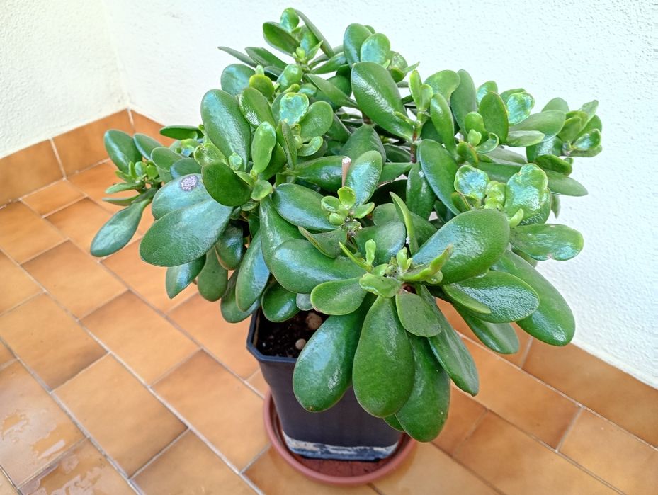Campo Grande - Vendo Plantas Lindíssimas
