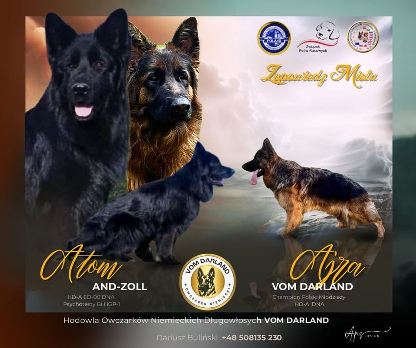 Owczarek Niemiecki Długowłosy