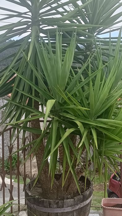 Planta Fiteiro e planta Sika