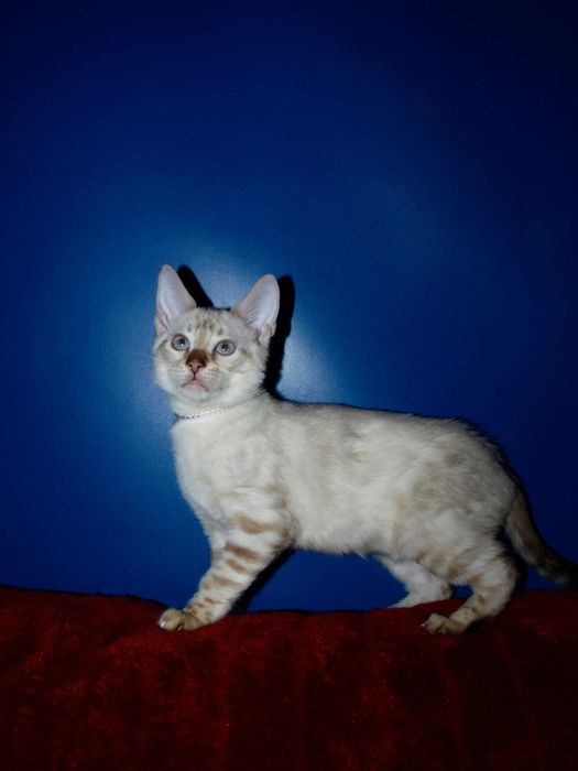 Бенгальские котята снежного окраса . Мальчики и девочки. Документы.