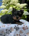 Yorkshire terrier