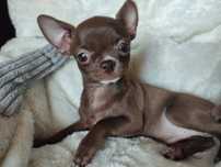 Cudnej urody mini suczka chihuahua mleczna czekolada.GOTOWA DO ODBIORU
