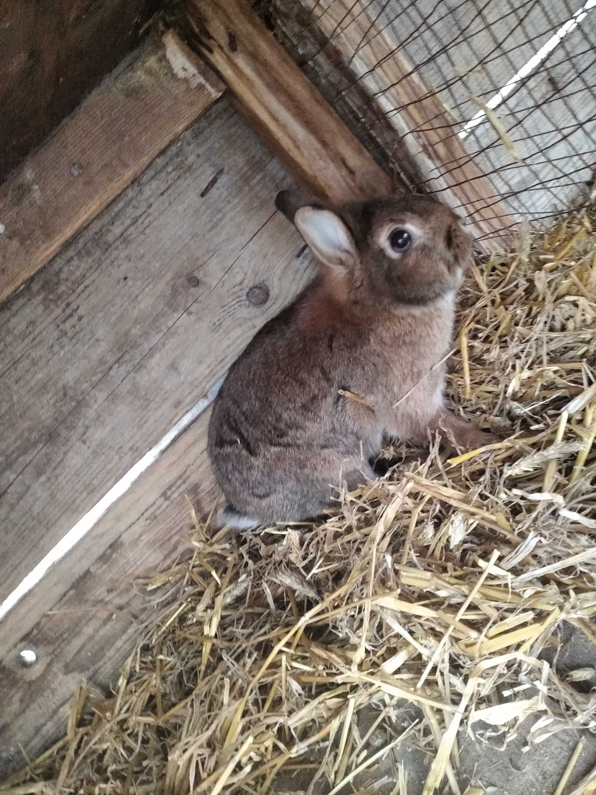 Króliki miniaturki