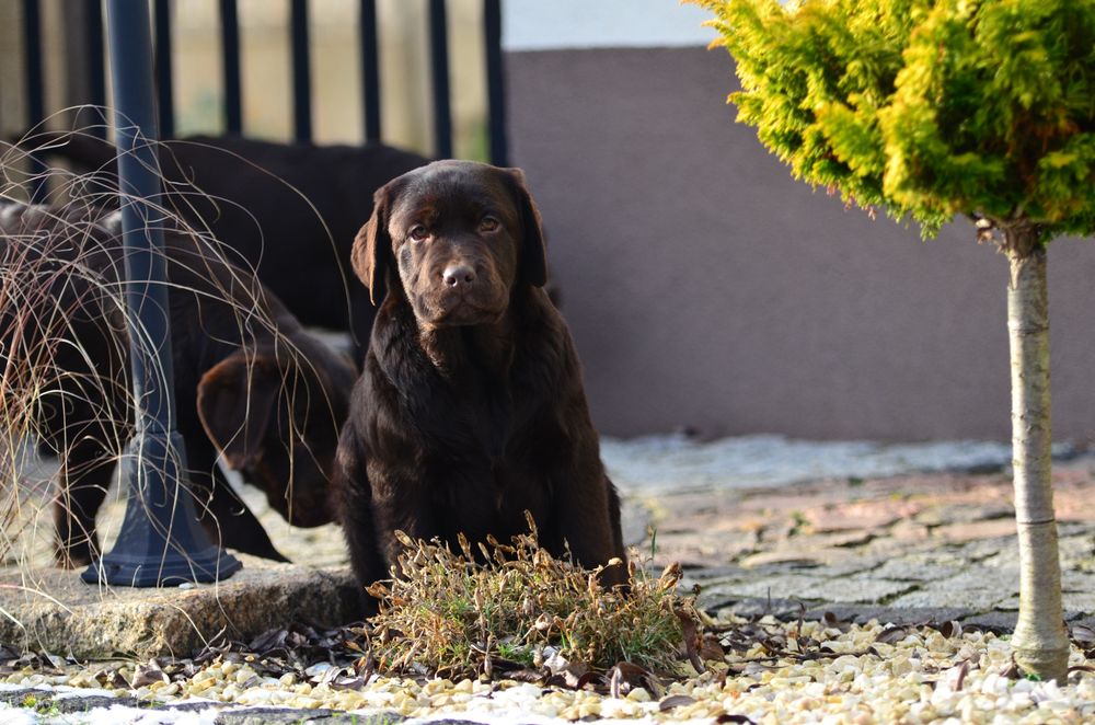 Labrador Retriever FCI