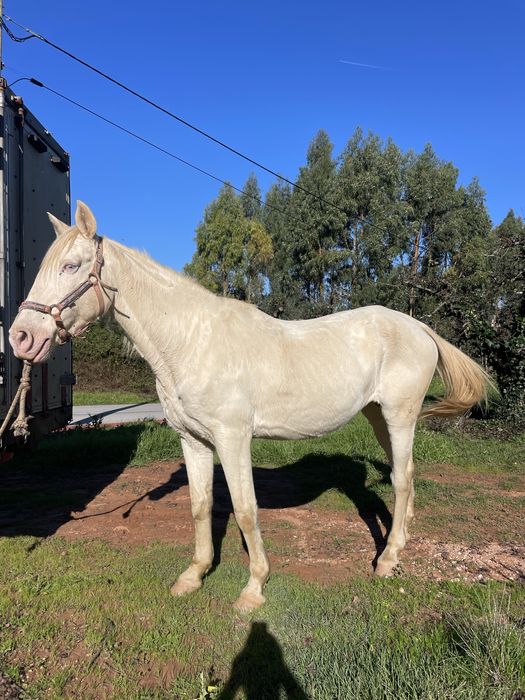 Égua isabel muito bem engatada