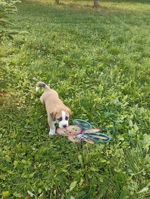 Oddam w dobre ręce, szczeniaki po Bernardynie