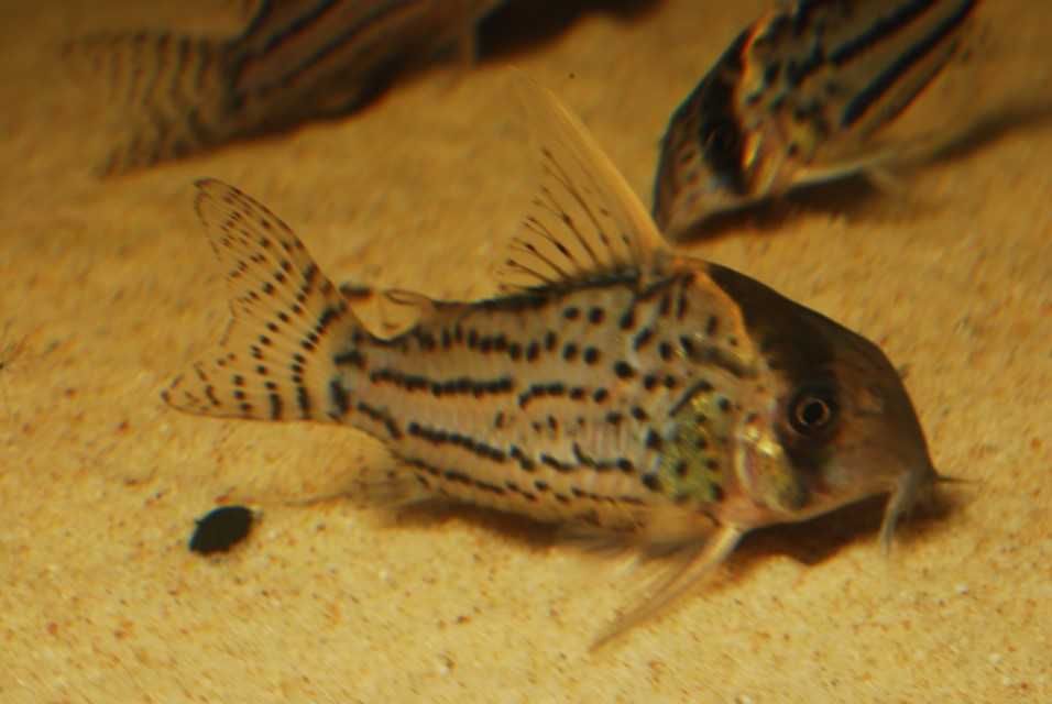 Kirysek Corydoras super schwartzi LABREA WF Brazylia!