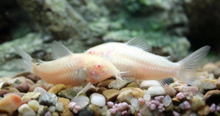 Kirys kirysek albinos, ryba sumik żaglowe